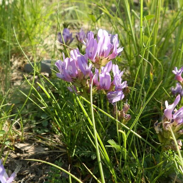 Astragalus danicus Flower