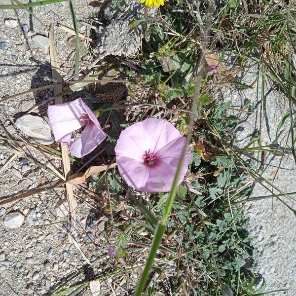 Convolvulus althaeoides Flors