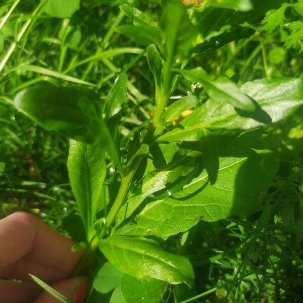 Reseda odorata Φύλλο