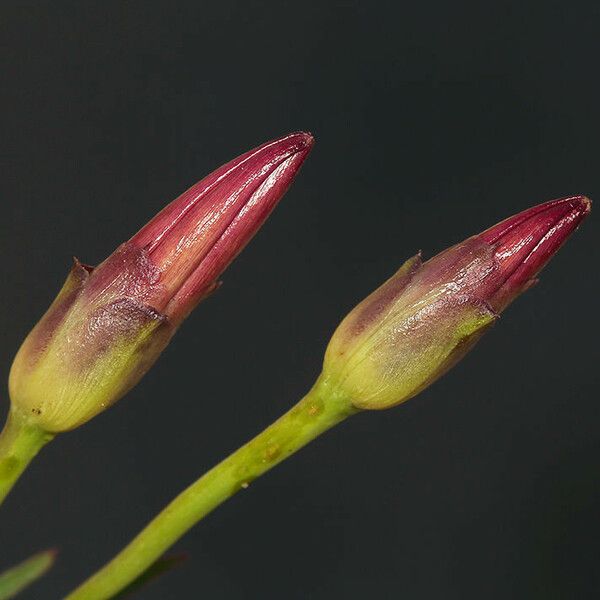 Calystegia longipes Цветок