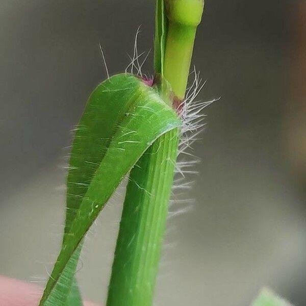 Digitaria sanguinalis Leaf