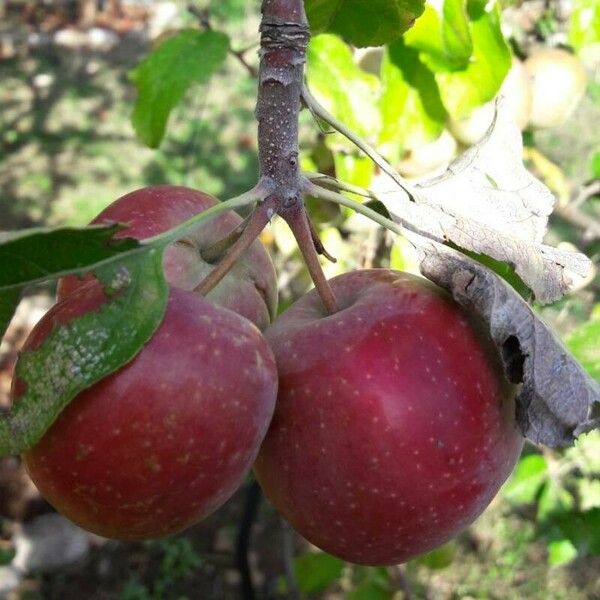 Malus sylvestris 果實