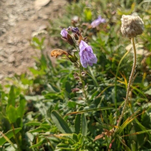 Penstemon davidsonii Blodyn