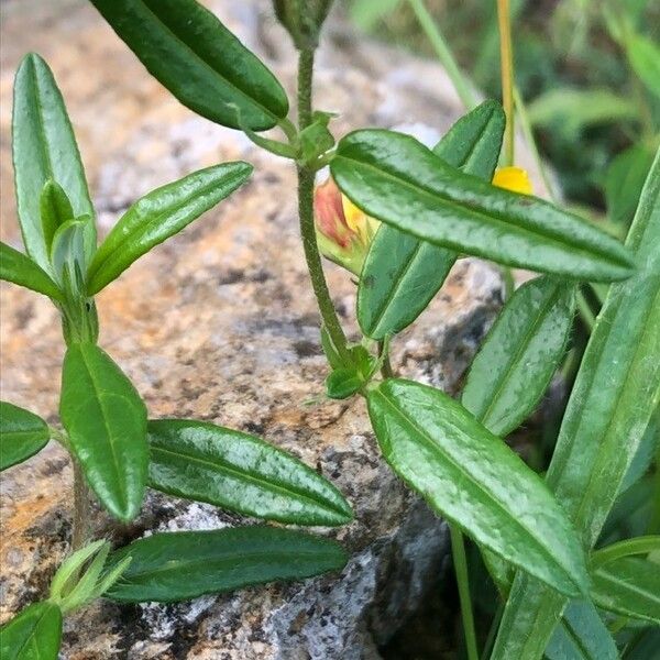 Helianthemum nummularium Leaf