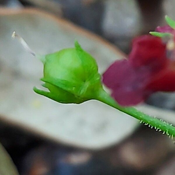 Scrophularia peregrina Fruit