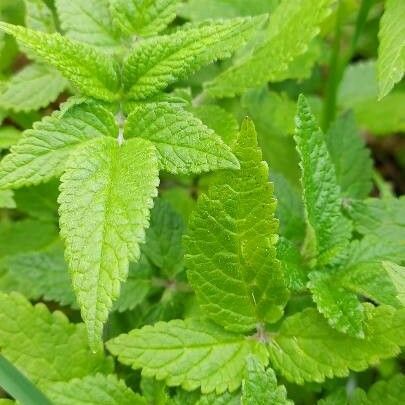 Cedronella canariensis Leaf