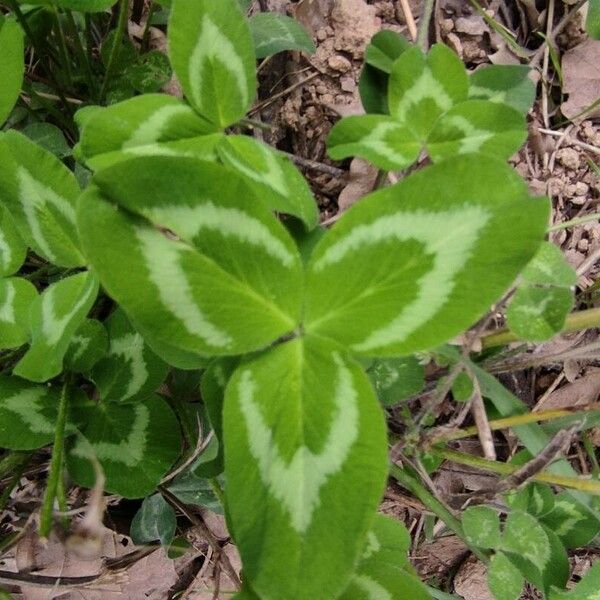 Trifolium pratense 葉