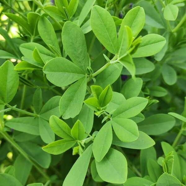 Baptisia australis Leaf