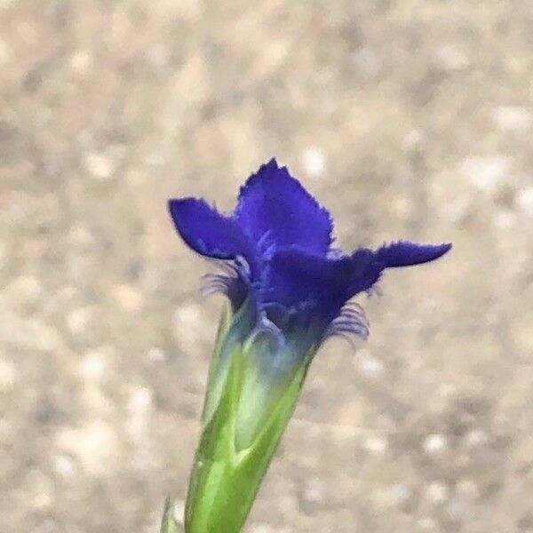 Gentianopsis ciliata Flower