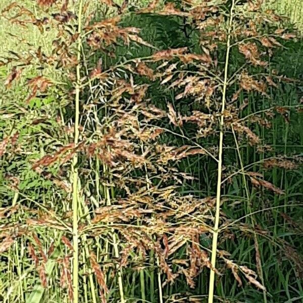 Sorghum halepense Flor