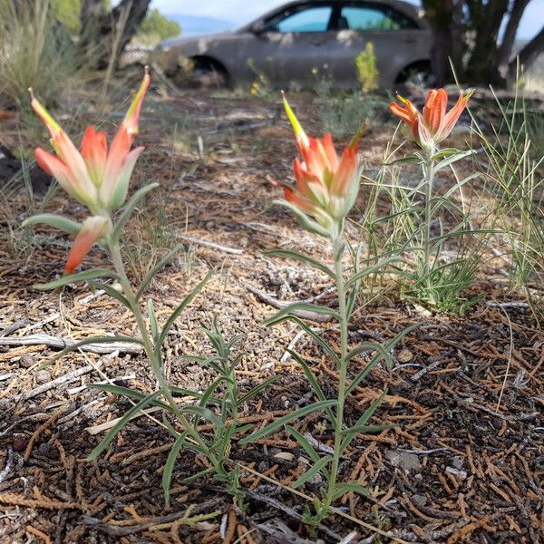 Castilleja integra Blomma