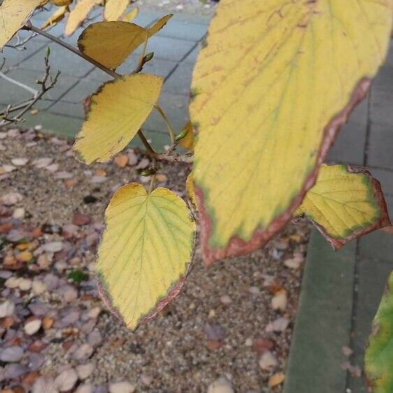 Corylopsis spicata Blad