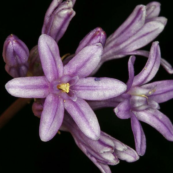 Dichelostemma multiflorum Flower