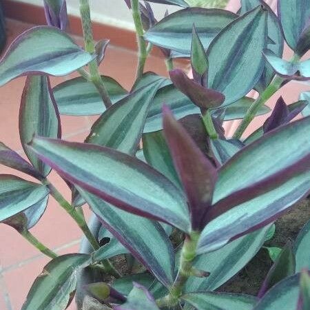 Tradescantia zebrina Φύλλο