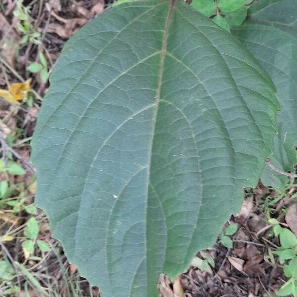 Clerodendrum speciosissimum পাতা