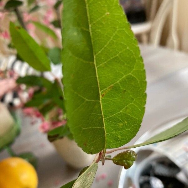 Malus angustifolia Blatt