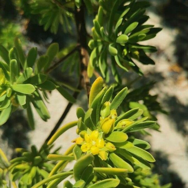 Suriana maritima Blomma