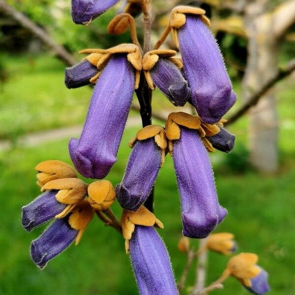 Paulownia tomentosa Blomma