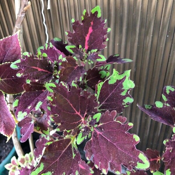 Coleus decurrens List