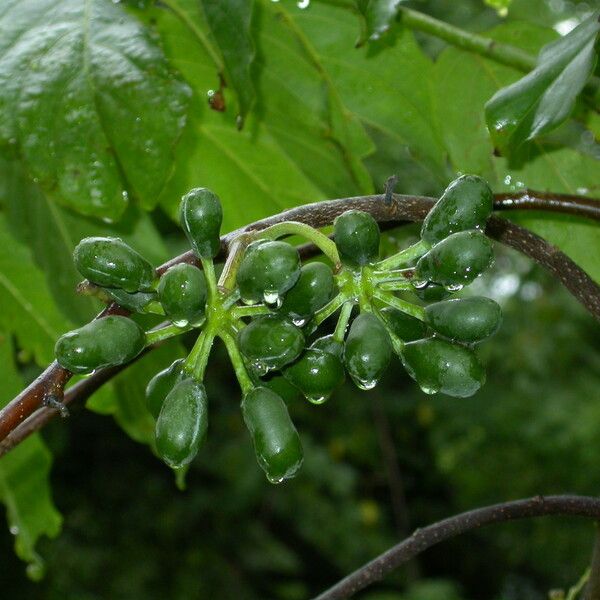 Cananga odorata Fruit