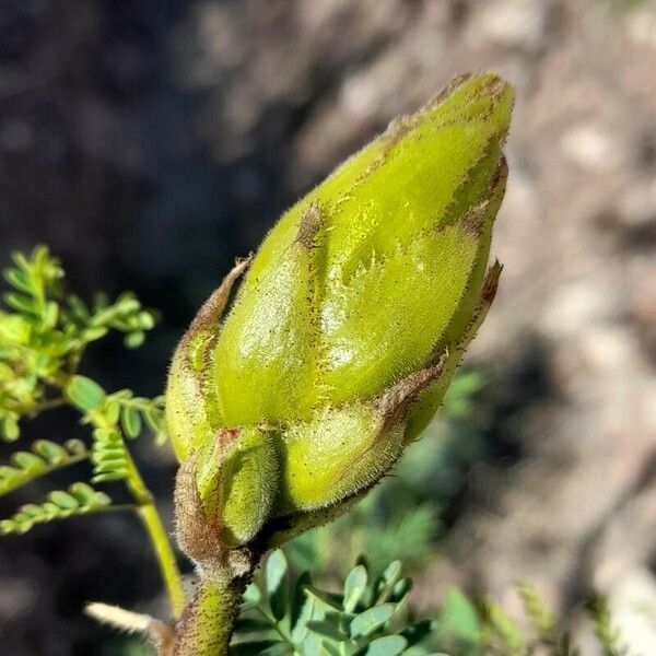 Erythrostemon gilliesii Arall