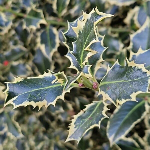 Ilex aquifolium Folio