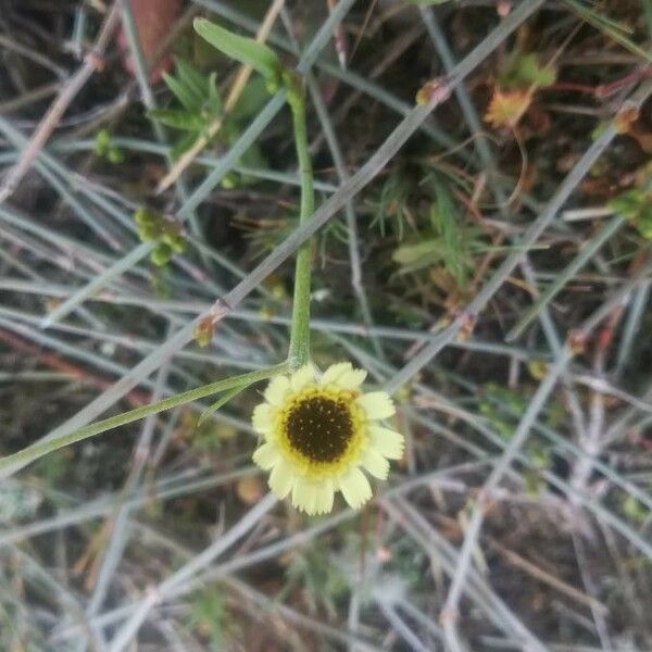 Tolpis barbata Flor