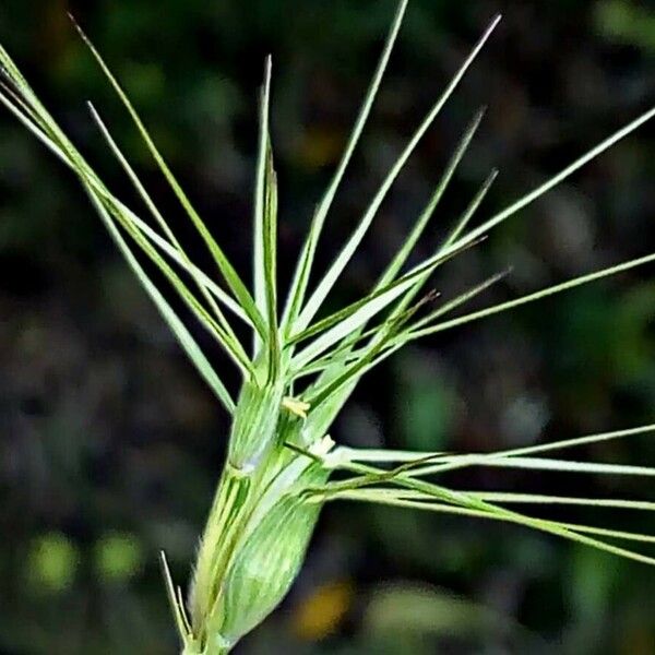 Aegilops neglecta 花