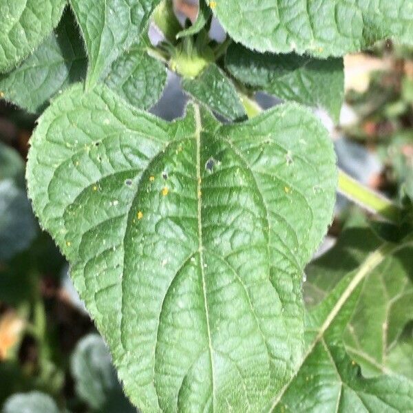 Tithonia rotundifolia Leaf