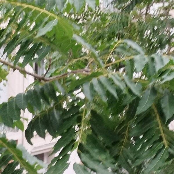 Imagem de referência para identificação da planta Cedro australiano