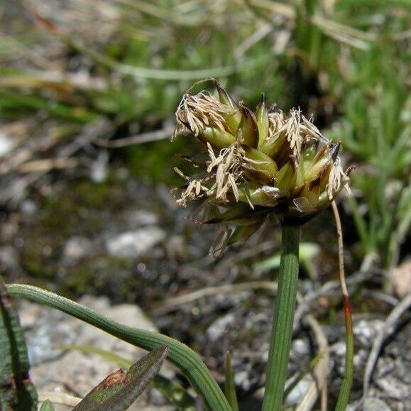 Carex maritima Floare
