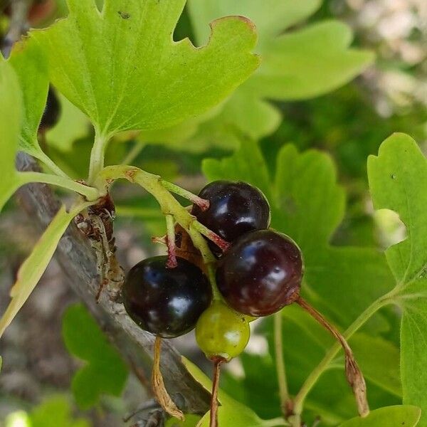 Ribes aureum Fruto