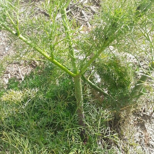 Ferula communis പുറംതൊലി