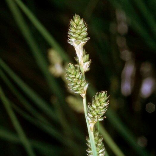 Carex canescens Ostatní