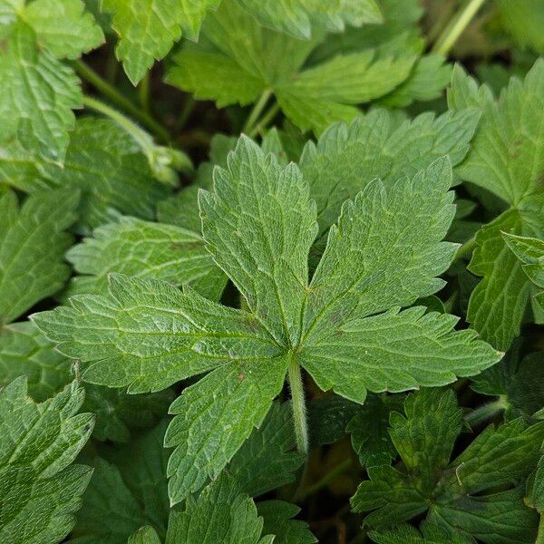 Geranium endressii Ліст