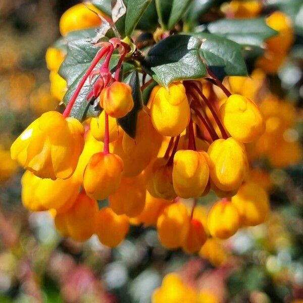 Berberis darwinii Цвят