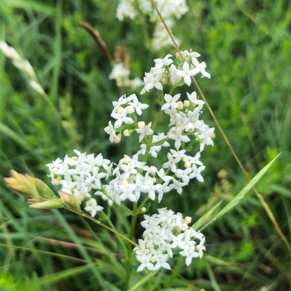 Galium boreale 花