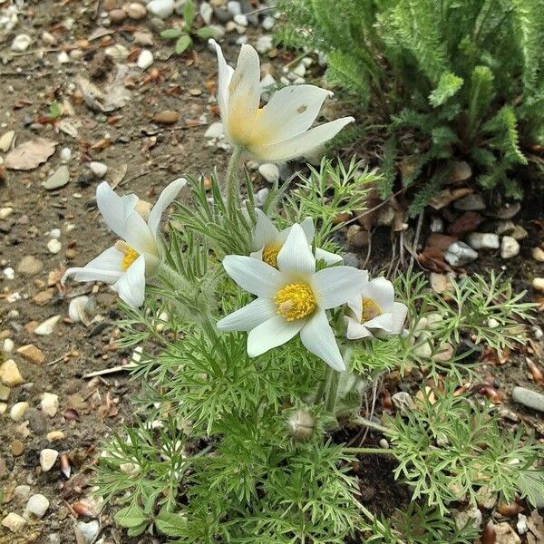 Pulsatilla alpina Hábito