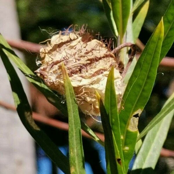 Gomphocarpus fruticosus Fruit