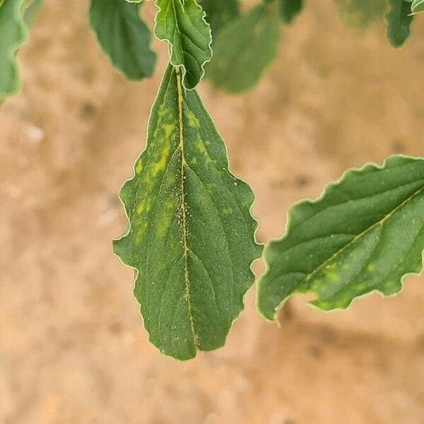Amaranthus albus Leaf