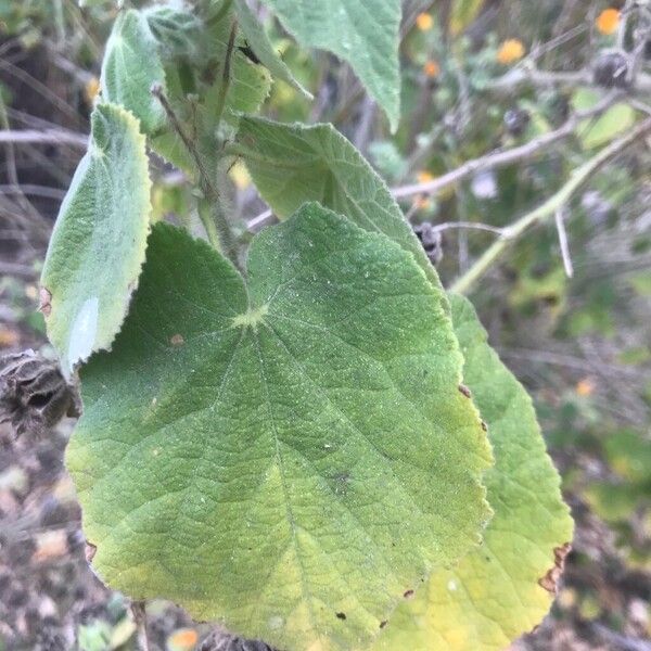Abutilon grandifolium Lehti