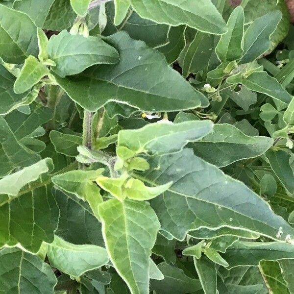 Solanum chenopodioides Leht