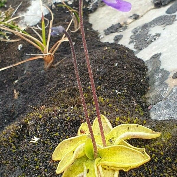 Pinguicula vulgaris Leaf