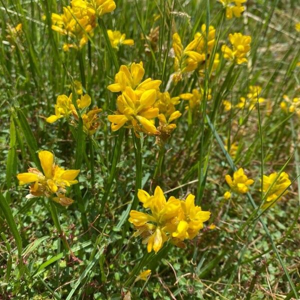 Genista sagittalis 花