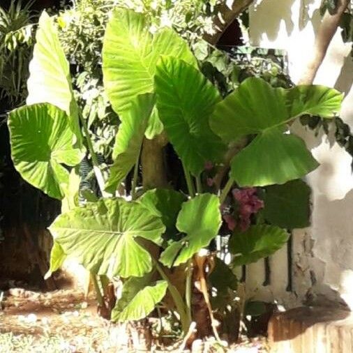 Colocasia esculenta पत्ता