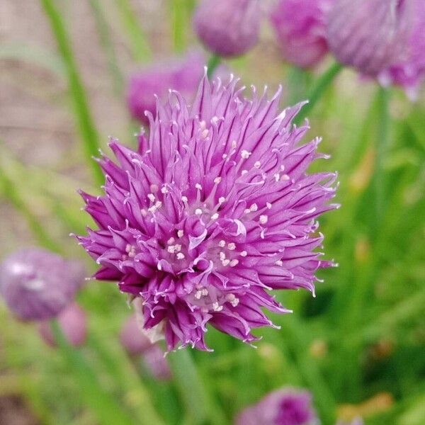 Allium schoenoprasum 花