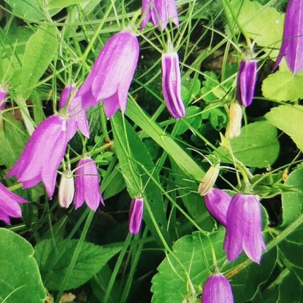 Campanula carnica 花