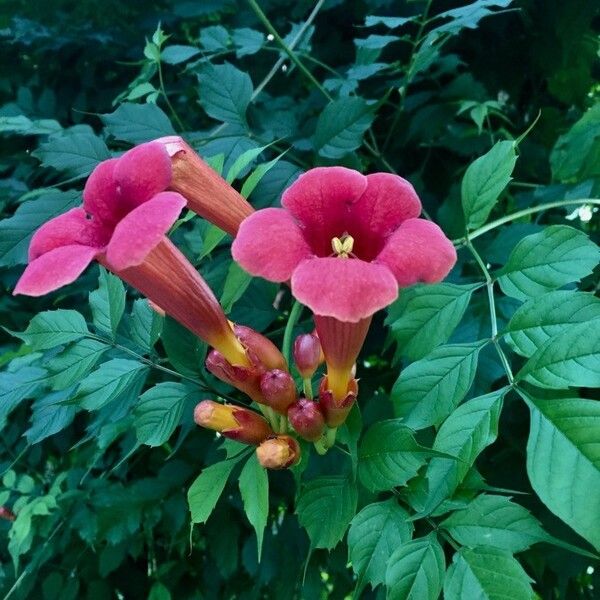 Campsis radicans Kvet