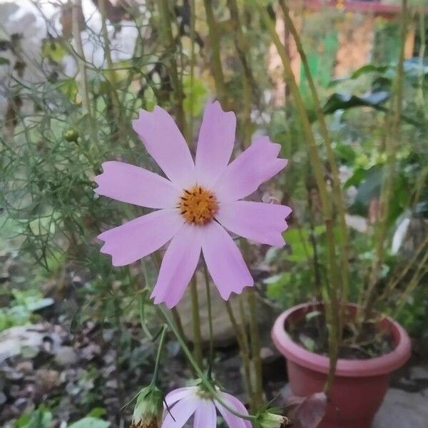 Cosmos parviflorus Flower