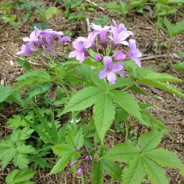 Cardamine pentaphyllos Lorea